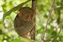 Bush Baby Bohol_PHI4186